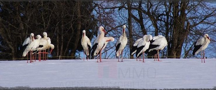 Jolie maison à vendre à proximité de Porrentruy